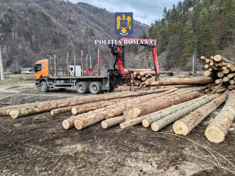 lemne fără acte descoperite într-un depozit de pe valea oltului. autoritățile le-au confiscat (foto)