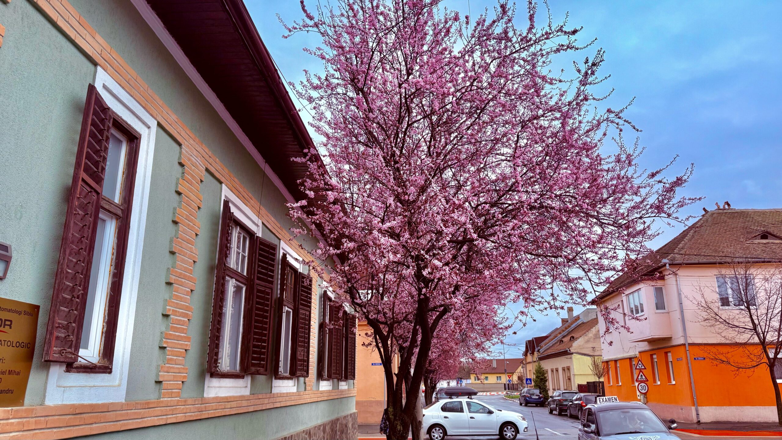 imagini superbe la sibiu. au înflorit pomii pe strada tudor vladimirescu (foto video)